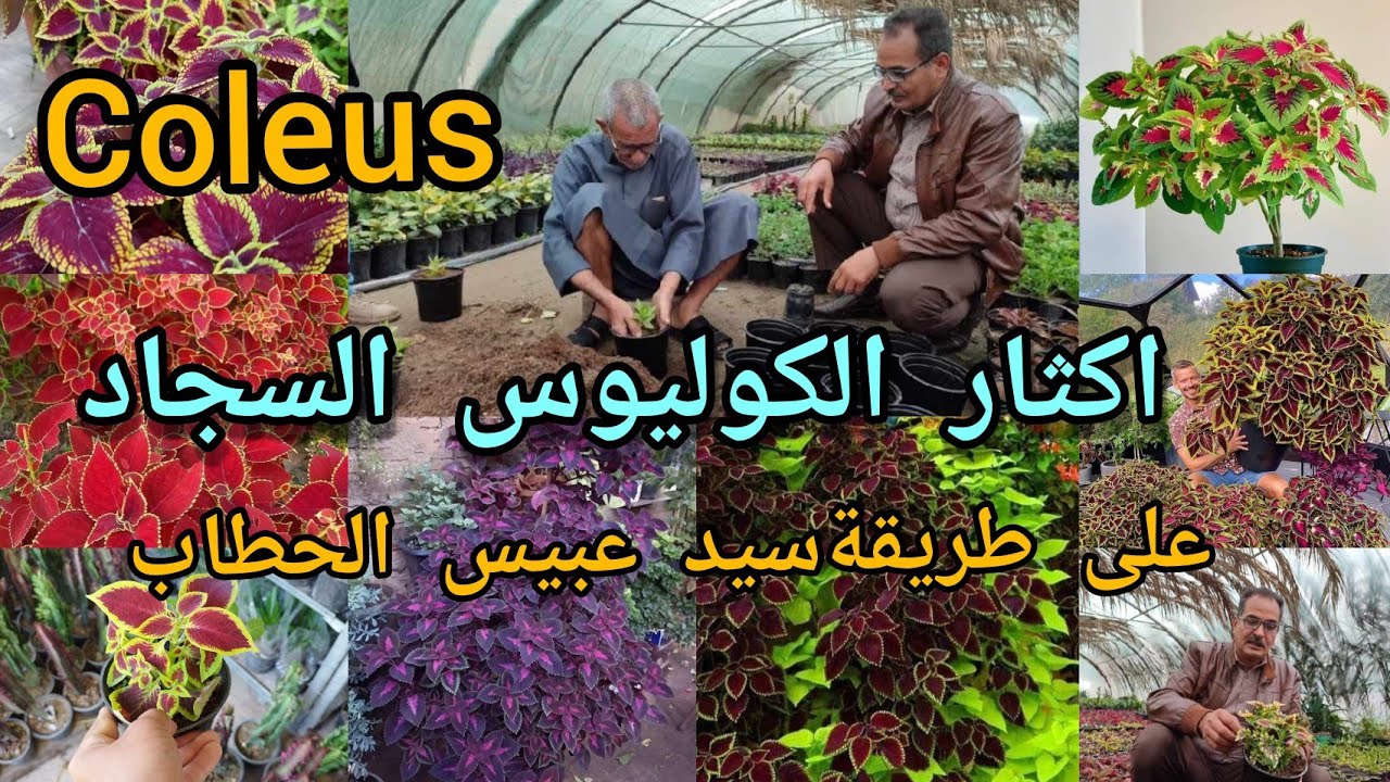 إكثار نبات السجاد بابسط طريقة بالمنزل أو بالمشتل سيد عبيس الحطاب يحول النبات لعشرات بفترة قصيرة