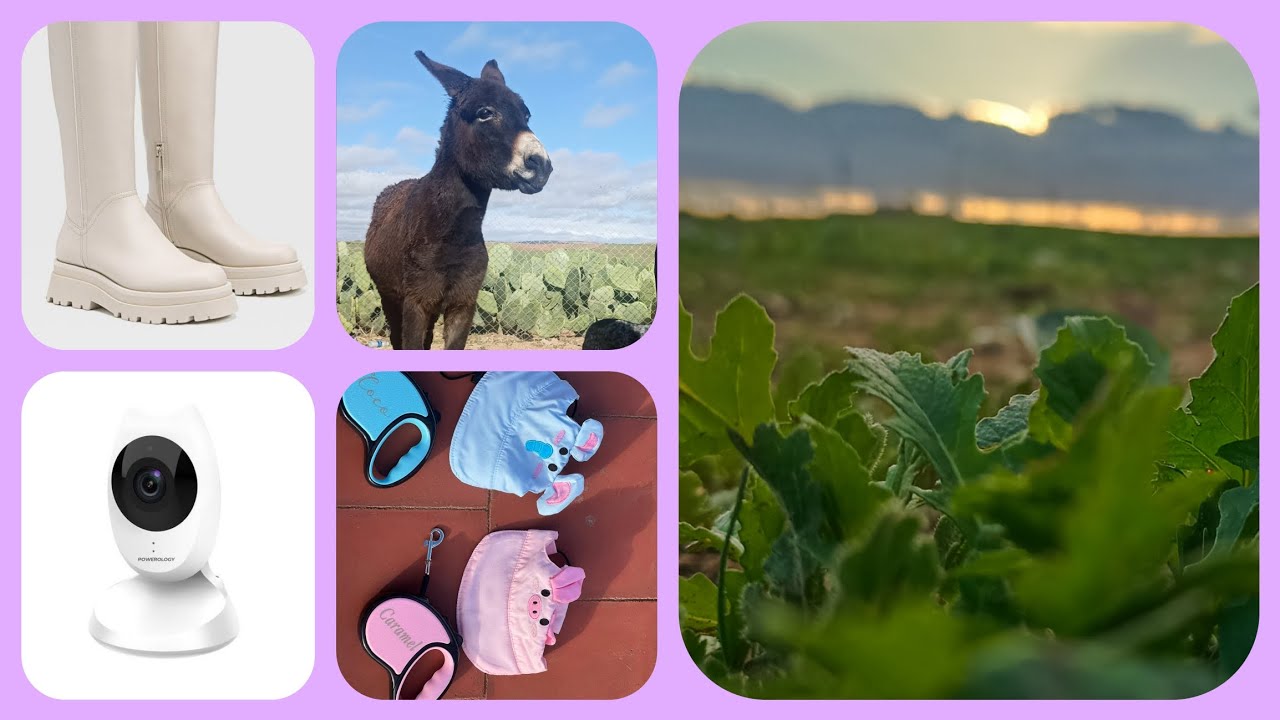 خوالي جاو عندنا🥰 ،كاميرا في بيت كوكو🥥 وكراميل🍮،اخيرا بوط جديد ينفعني في هاد شتا،خرجت نتمشى 🚶🏻‍♀️🐶🐱