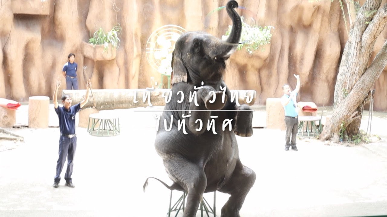 Elephant Show_Sriracha Tiger Zoo โชว์ช้างแสนรู้ สวนเสือ ศรีราชา