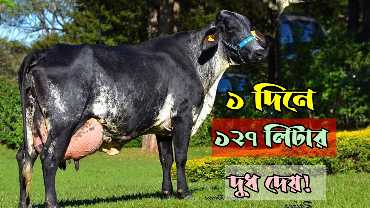 একদিনে ১২৭ লিটার দুধ দিয়ে বিশ্বরেকর্ড। Girolando cow documentary in Bangla #dairyfarm 
