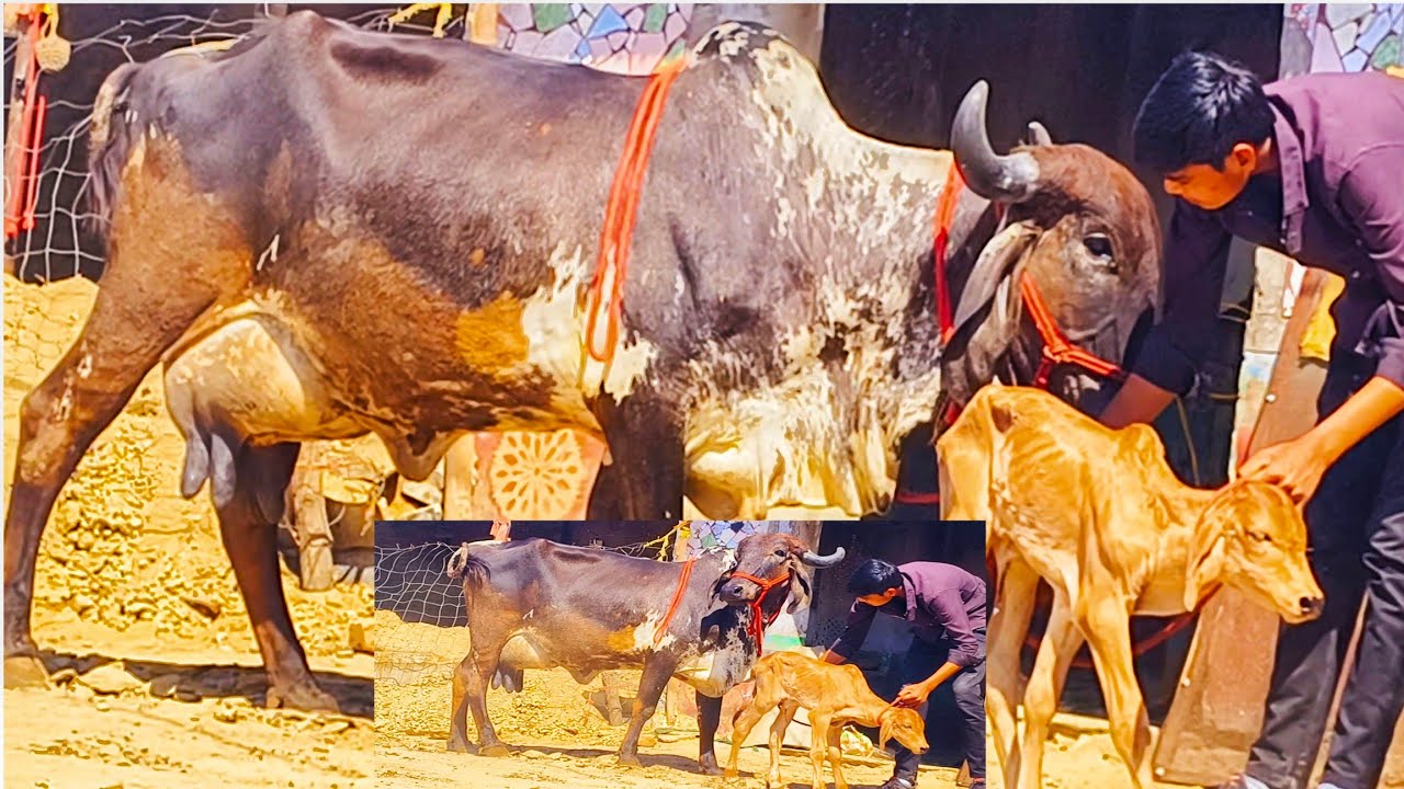 18 लिटर पर डे मिल्कल बछड़ी के साथ टॉप क्वॉलिटी गिर काऊ फॉर सेल गुर्जर डेयरी फार्म इंडोली 9664192345 