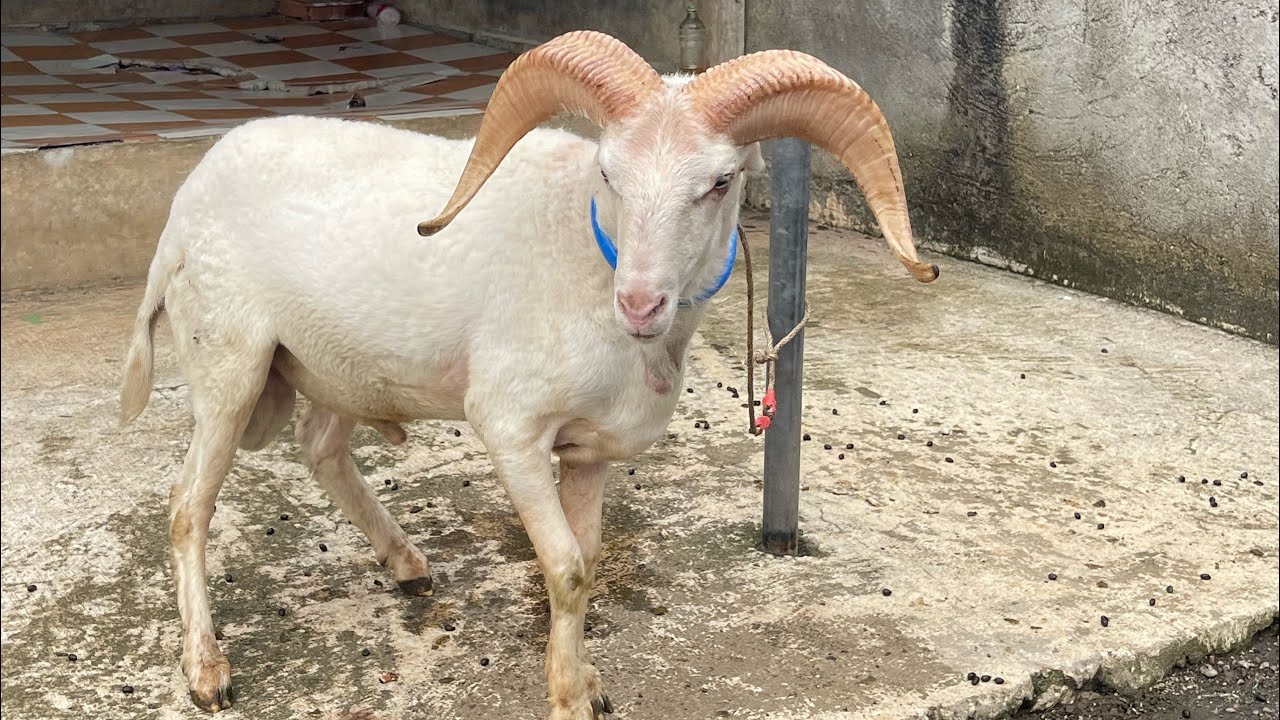Update harga domba garut terbaru di kandang MS // Senin, Tgl. 19 Januari 2026
