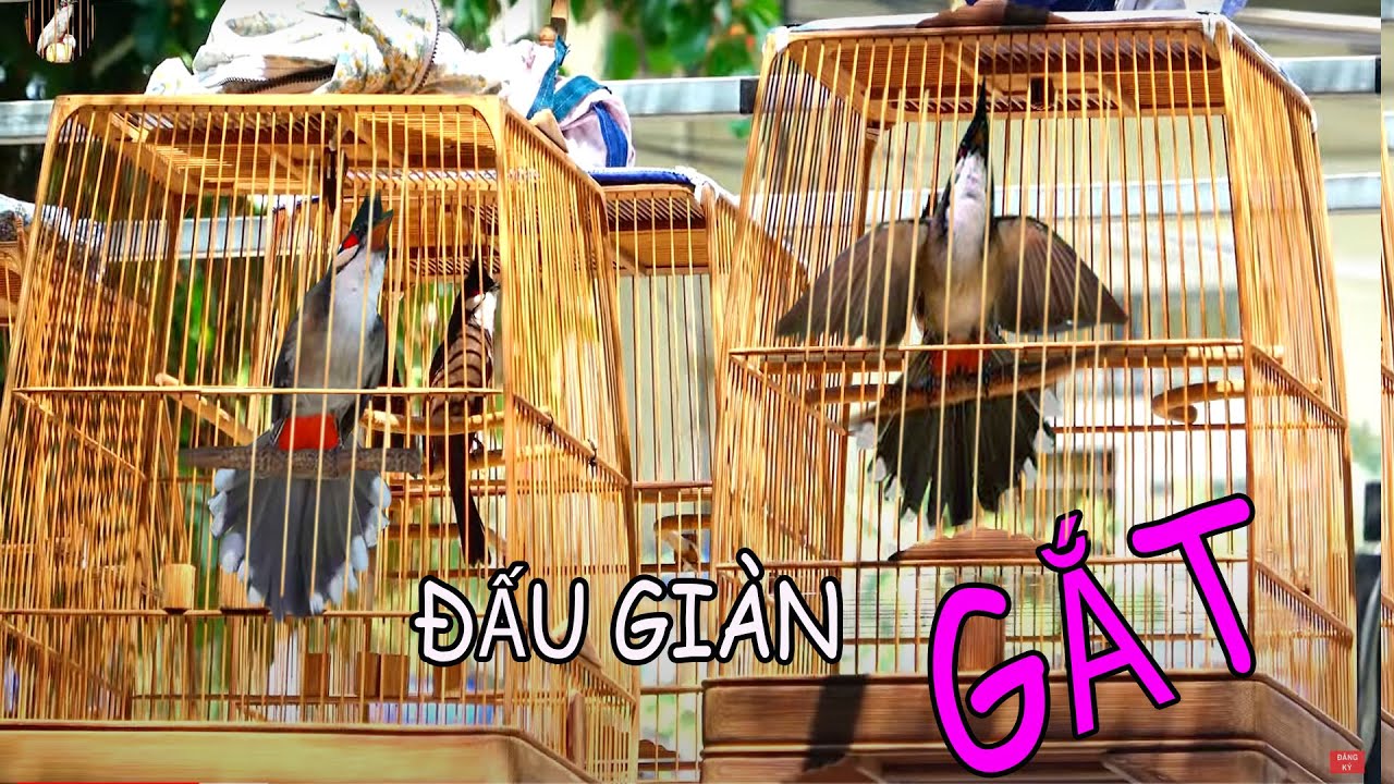 Chào Mào Đấu Giàn!.. Luyện Chào Mào Bổi Đi Giàn.Kích Chào Mào Hót Đấu Kích Bổi Lên Lửa.chaomaohotdau