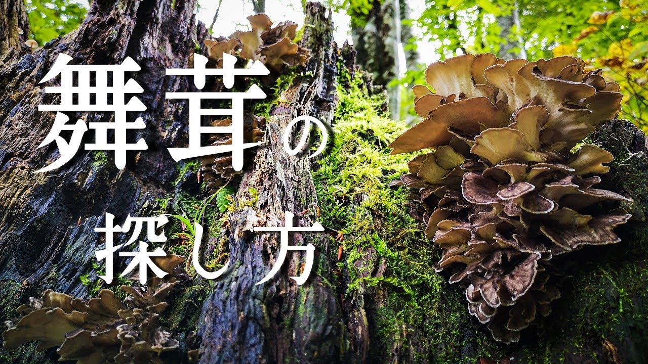 舞茸の探し方　2020