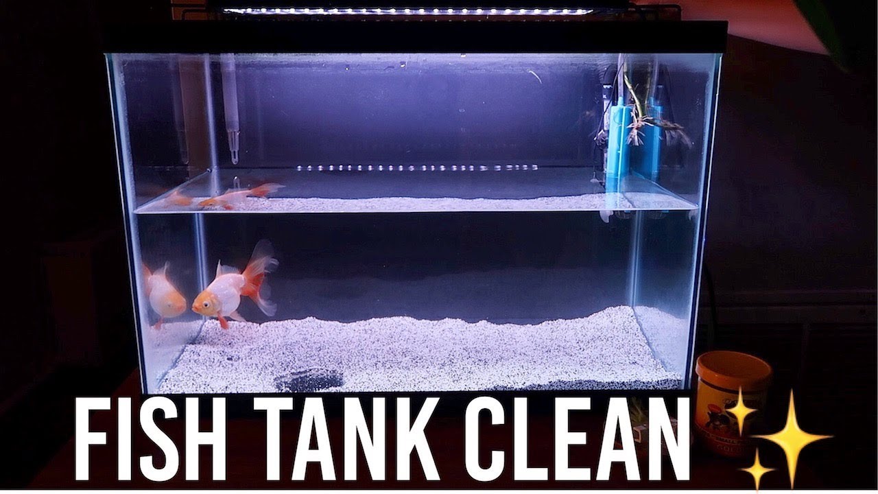 How I Clean My Goldfish Tank