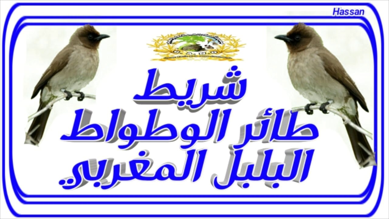 تغريد طائر البلبل المغربي وطواط