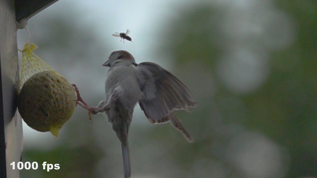 Birds in Slow Motion (250/500/1000 fps / Sony RX 10 IV)