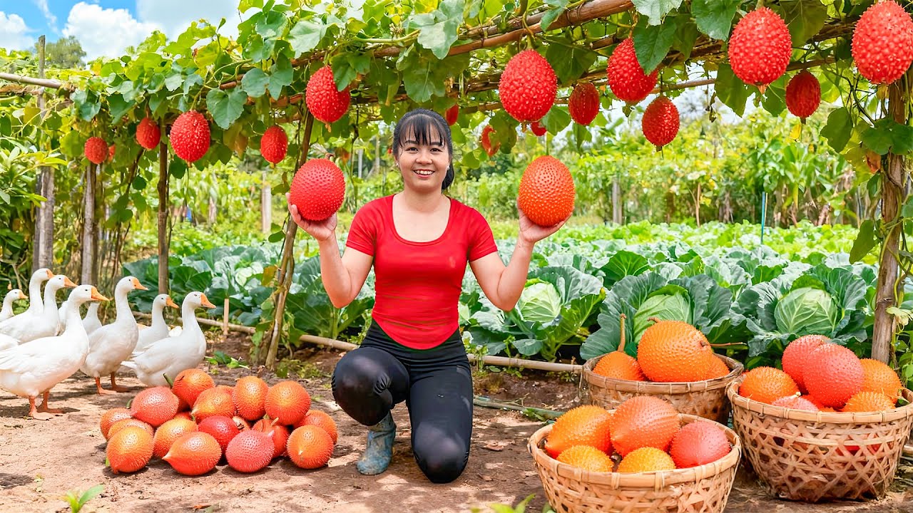TIMELAPSE -- Harvest 100Kg of Strange Giant Gac Fruit from the Forest & Cook Spicy Soup