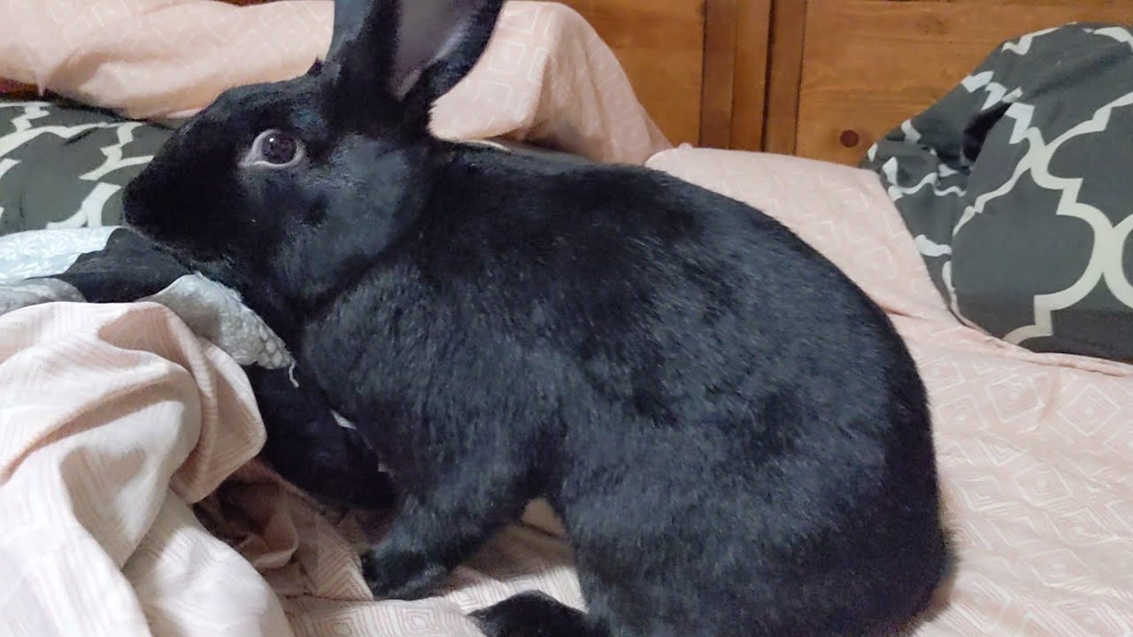 Toothless On The Bed Again