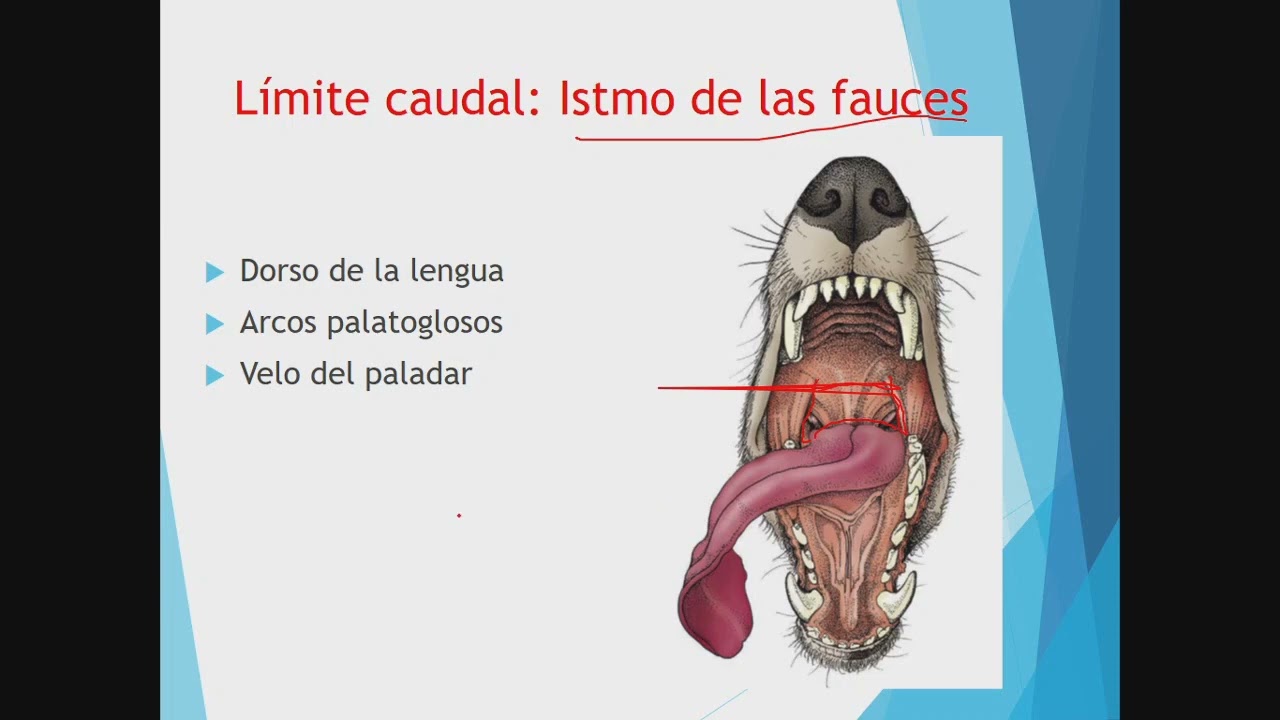Sistema digestivo del perro