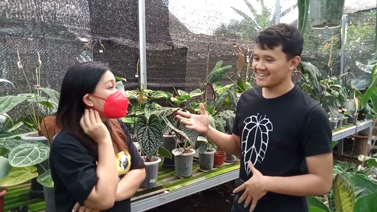 Anthurium Kuping Gajah Series Pandawa oleh Raka