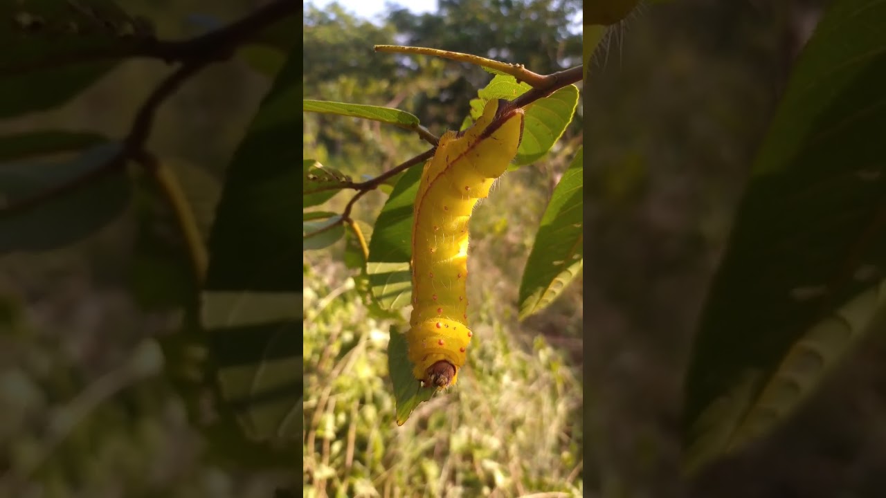 Agriculture Activity ; Tasar Silk worm starting cocoon