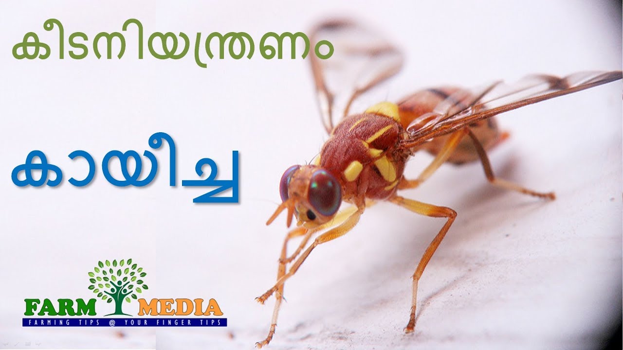 Pest Control - Kayeecha [കായീച്ച] - Keeda niyanthranam