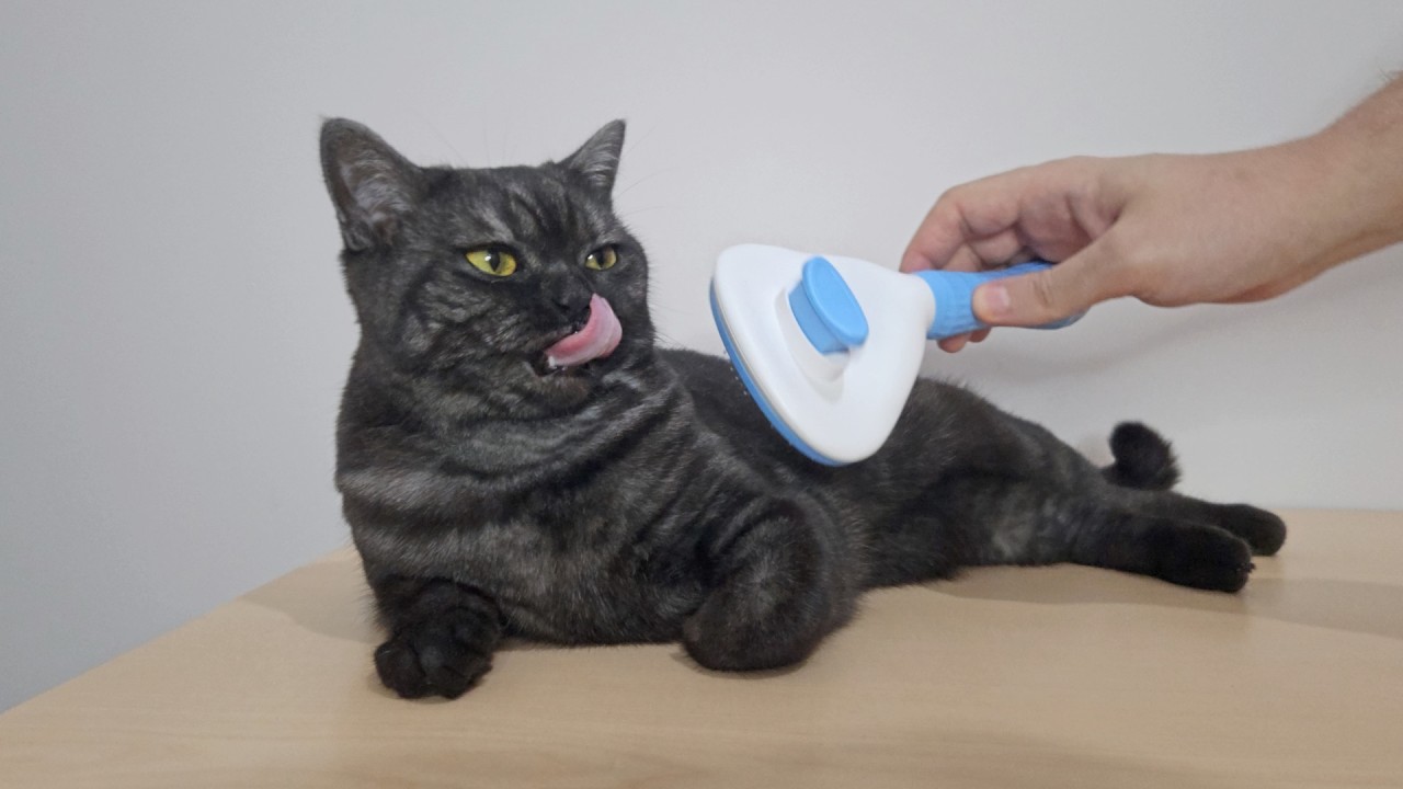 Brushing the Queen 😻 Meet Duman, the Cutest Cat in Istanbul! (ASMR)