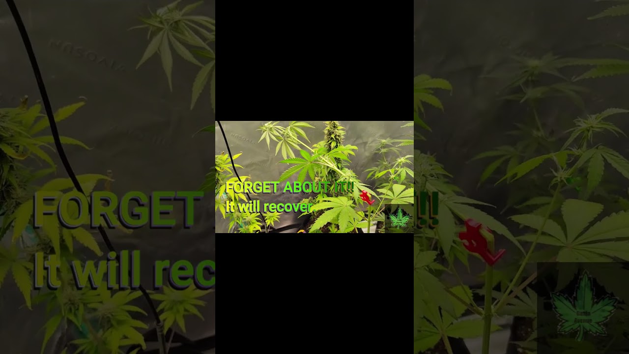 🌱 Seed to Harvest Black Domina +🧌 Bruce Banner By Expert Seeds HST Autoflower