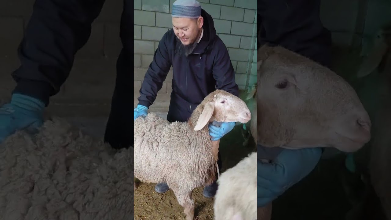 АСЫЛ ТУКУМ ЧАРБА. ЖАҢЫ БАШТООЧУЛАРГА