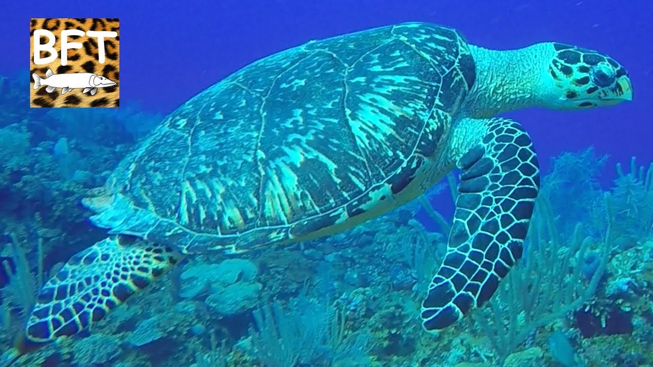 Turtle & Ray Paradise, Scuba diving Belize, Southwater Caye