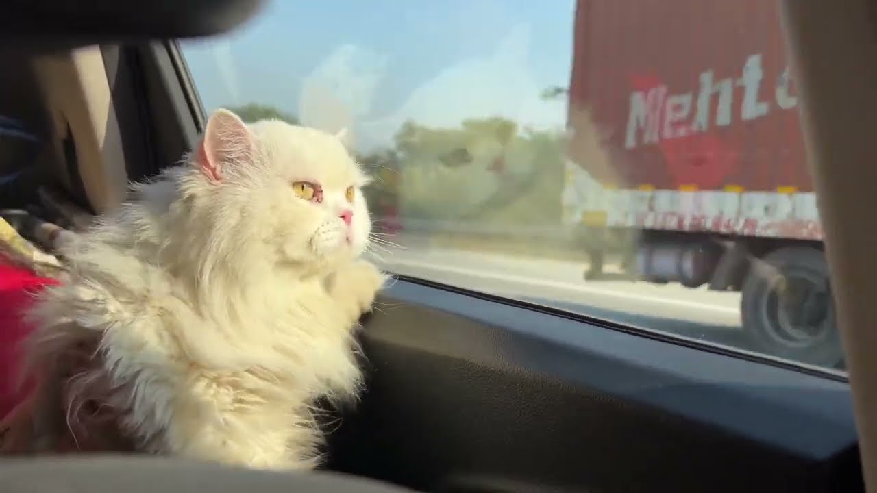 How to Travel Long with 😻 Persian Cats 😻 | 1000 Km | Delhi To Bihar 