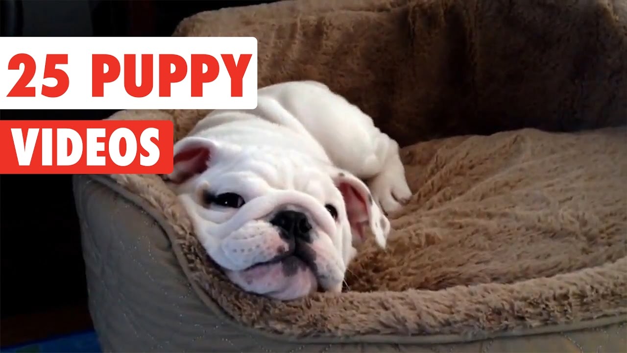 25 Puppy Videos Compilation 2017