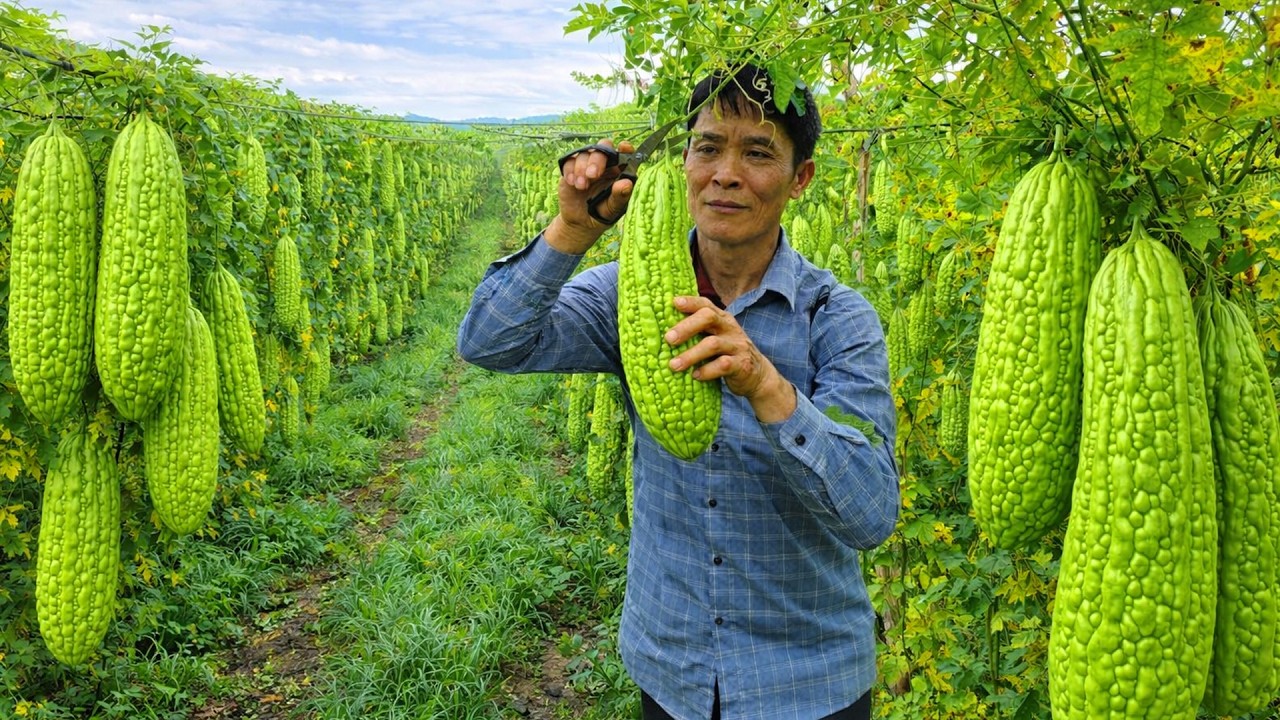 Harvesting Bitter Melon for Sale & Making Organic Feed | Solo Farm Survival