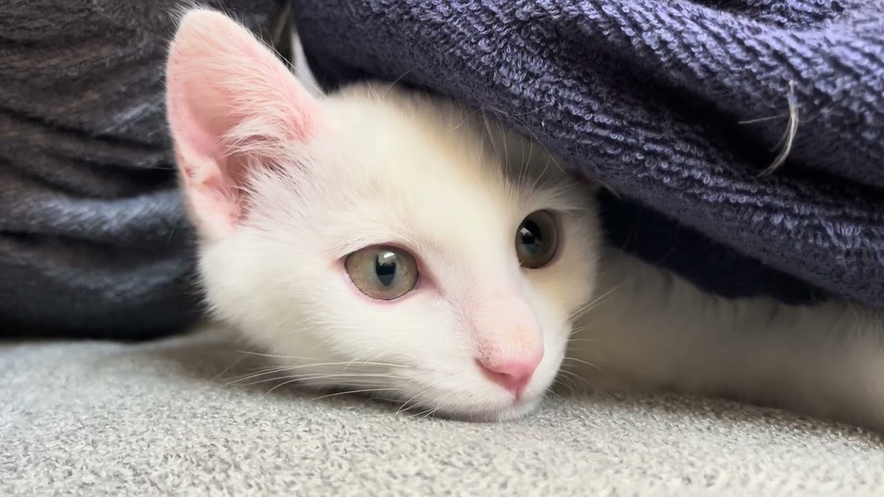 ただ白い猫が横になっているだけ