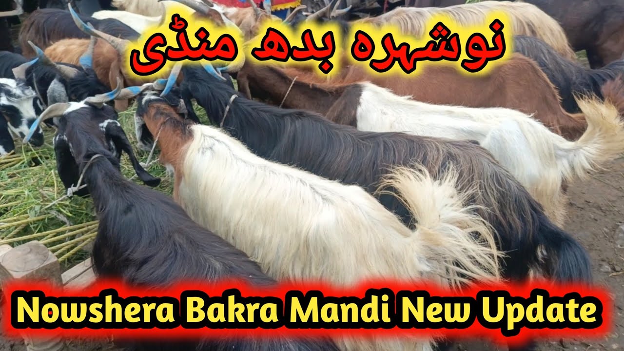 Nowshera Bakra Mandi New Updates | Wednesday Bakra Mandii