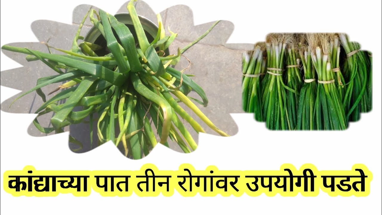 पोषण घटक भरपूर, कांद्याची हिरवी पात खाण्याचे फायदे खुप आहेत....