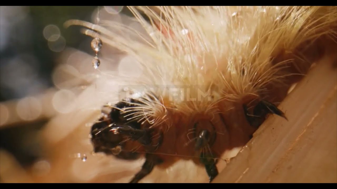 8K NATURE HD BEST - Entertainment for all