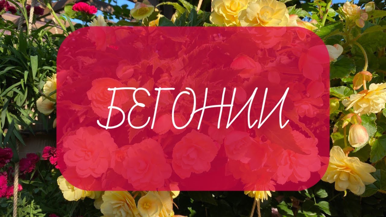 ОБЗОР! Бегонии на конец октября!