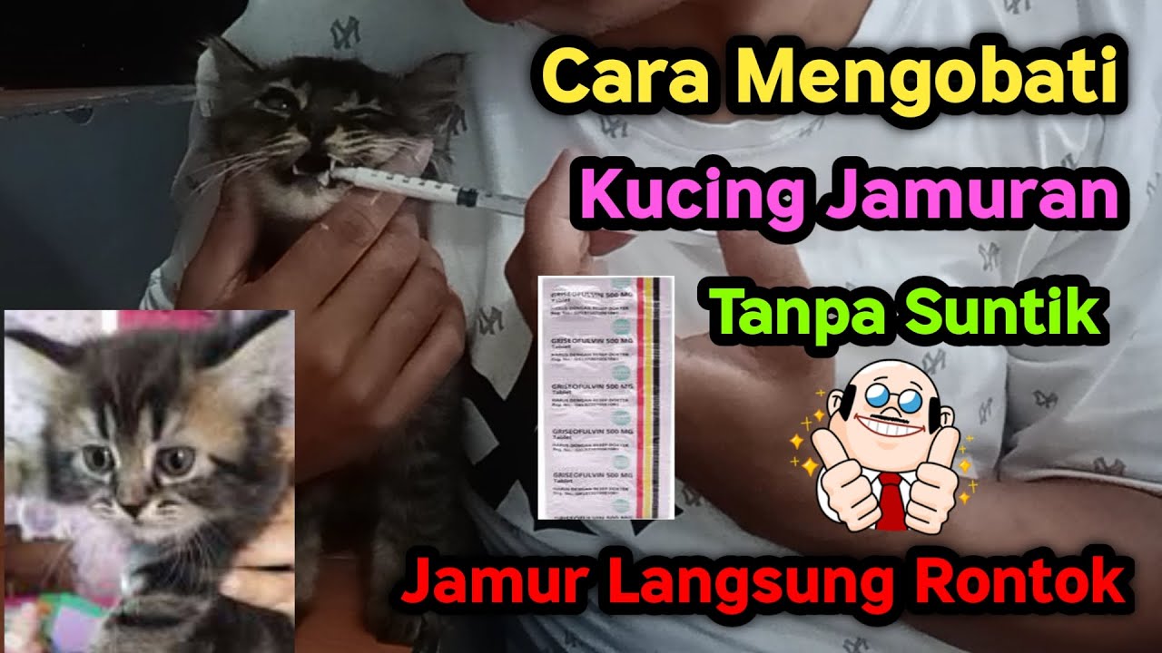 Cara Mengobati Kucing Jamuran Tanpa Suntik