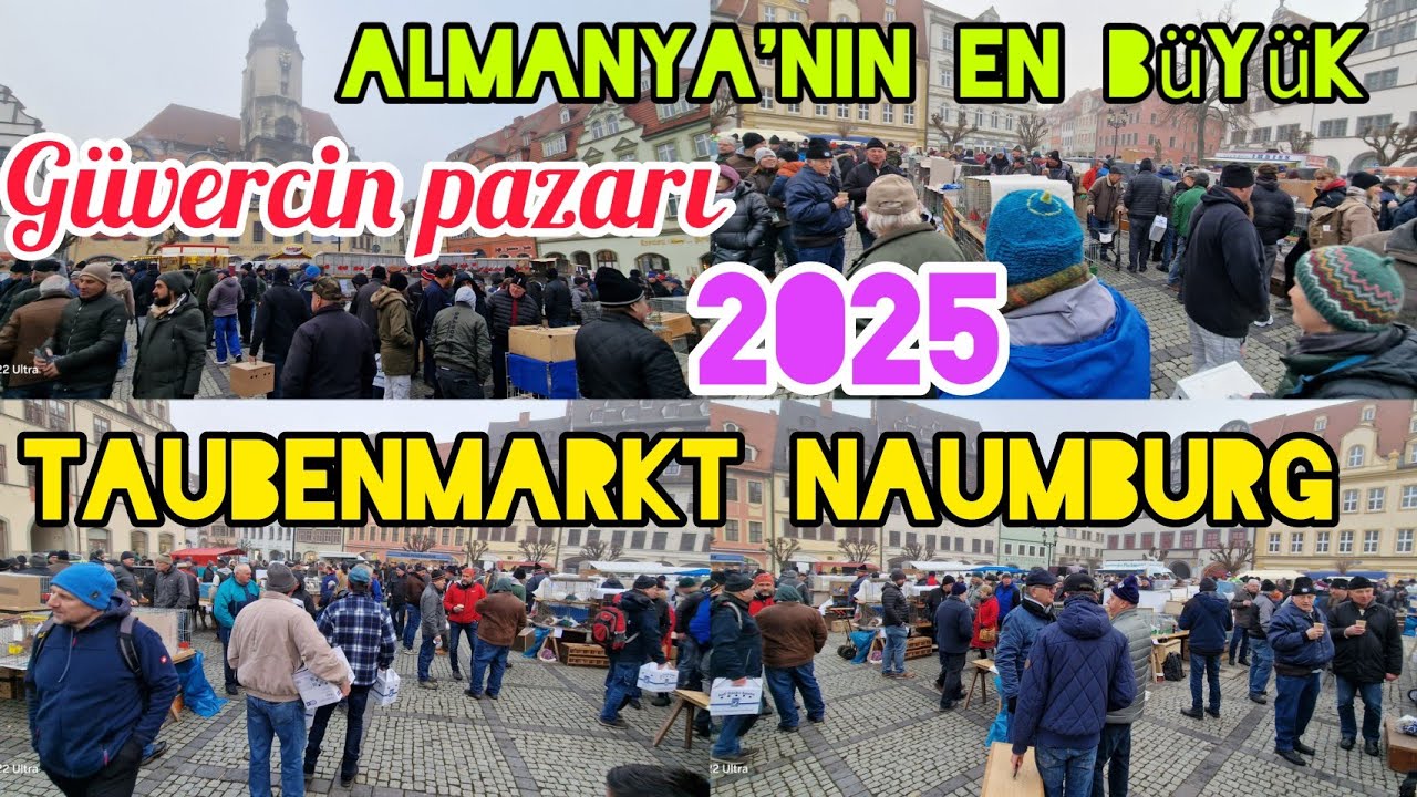 2025 Taubenmarkt Naumburg Almanya'nın en büyük güvercin pazarı#aksoyfiloelvanguvercinleri
