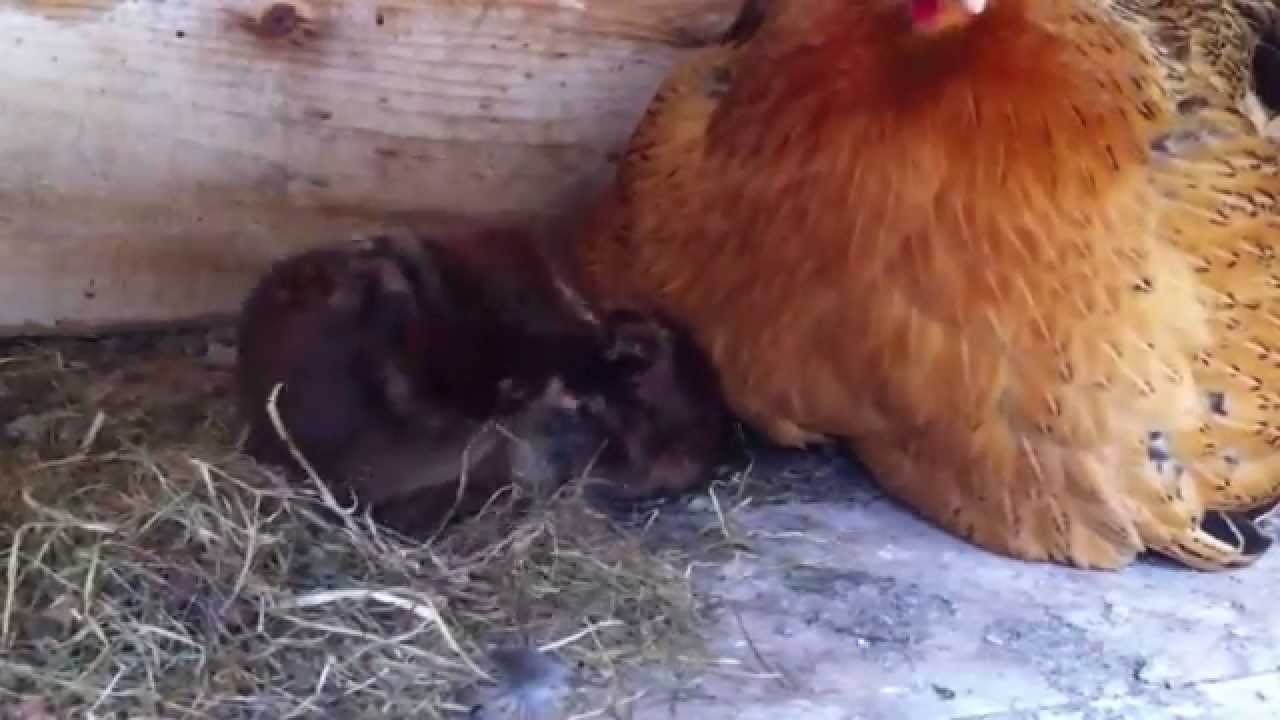 Poussins de poule braekel et de poule gasconne 1/10