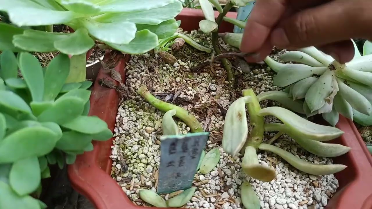 Head Chopping Some of My 6 Months Old Succulents + Updates
