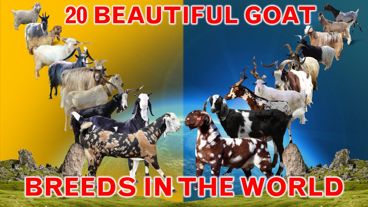 List of 20 Beautiful Goat Breeds in World