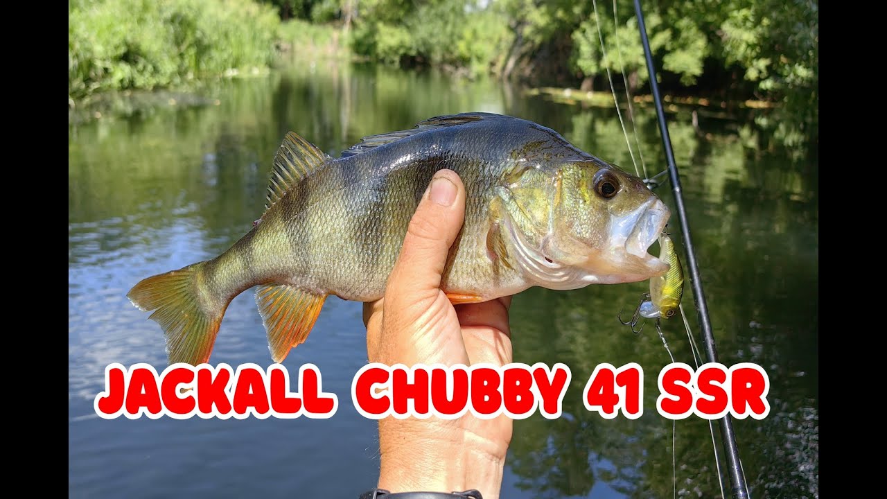 Тестирую Jackall Chubby 41 SSR и сразу много поклевок!
