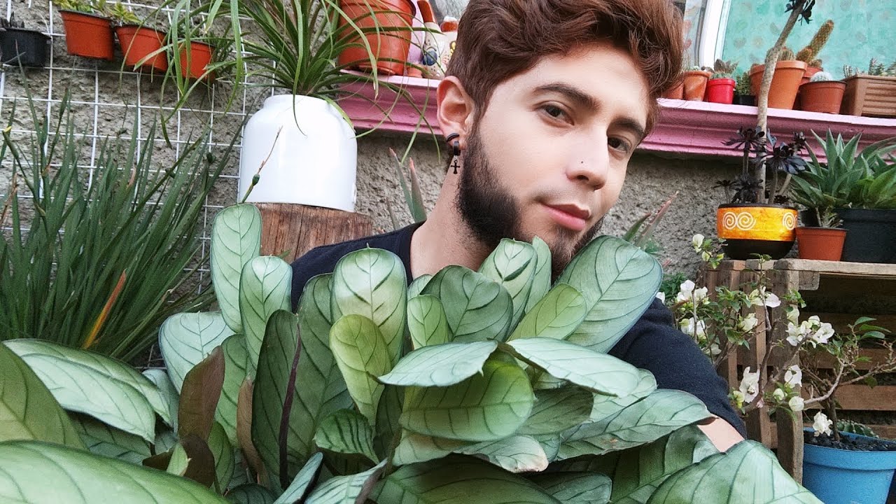 Calathea Burle Marxii Amagris/Ctenanthe Mint/Maranta/COMO CUIDARLA Y TODO LO QUE DEBES SABER