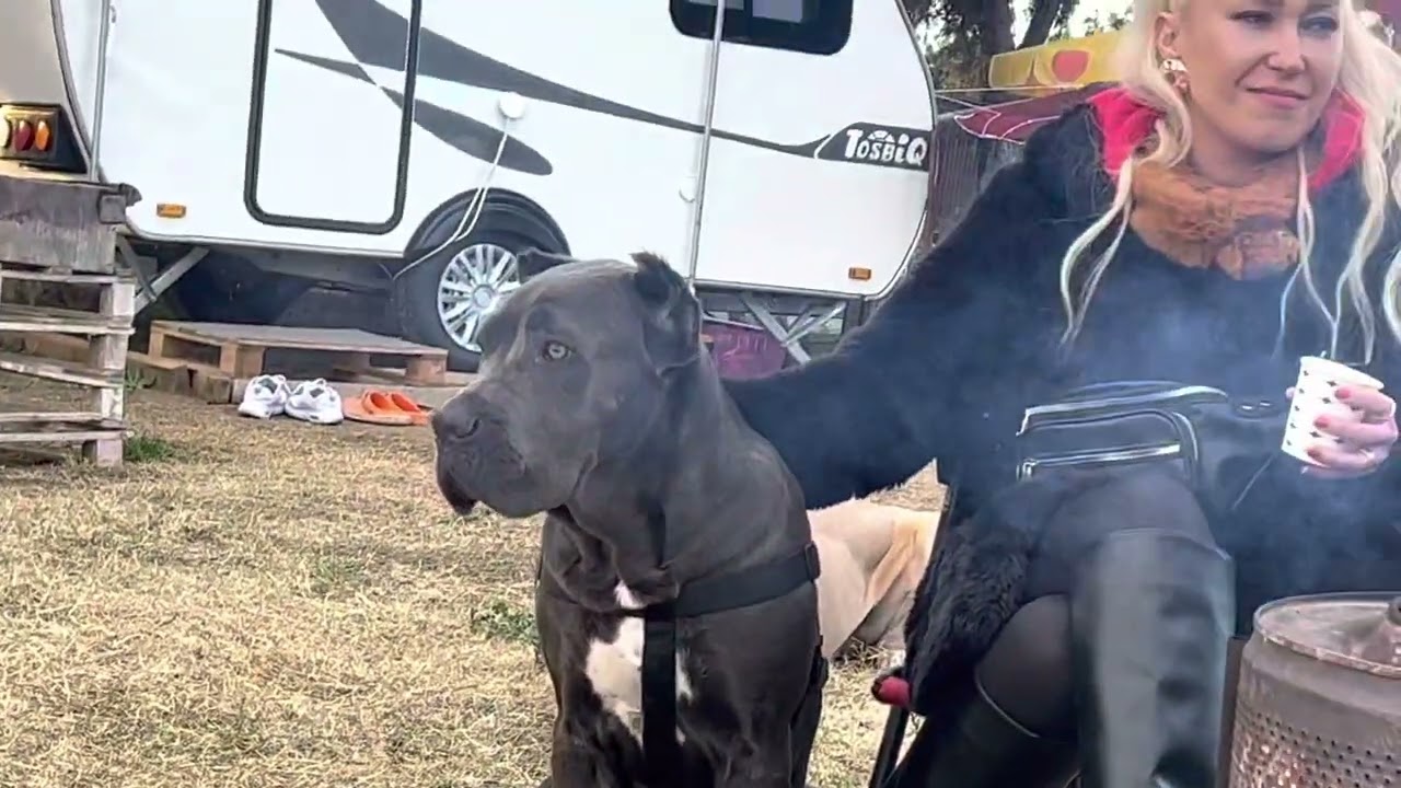 EVDE CANE CORSO BAKILIRMI?