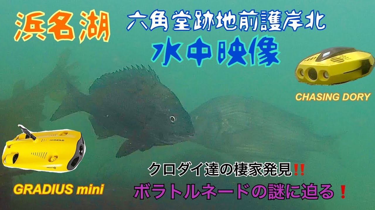 浜名湖の水中映像❗️ 六角堂跡地前護岸北 水中ドローンがクロダイ達の棲家に潜入⁉️