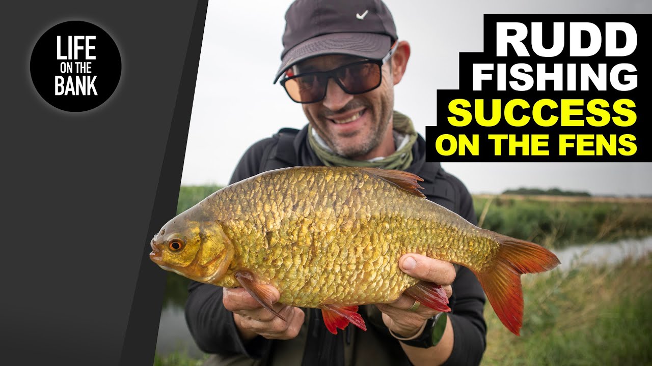 RUDD FISHING TIPS - SUCCESS on the Fens