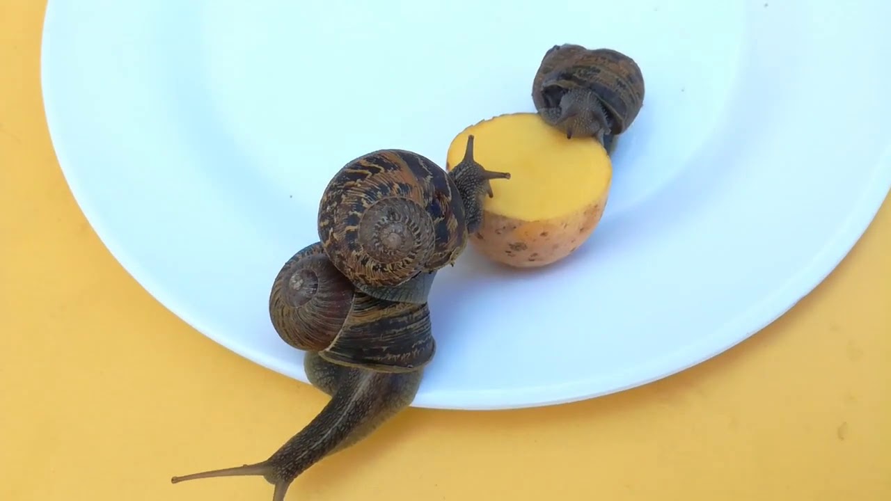 Que mangent les escargots ? -  expérience 2