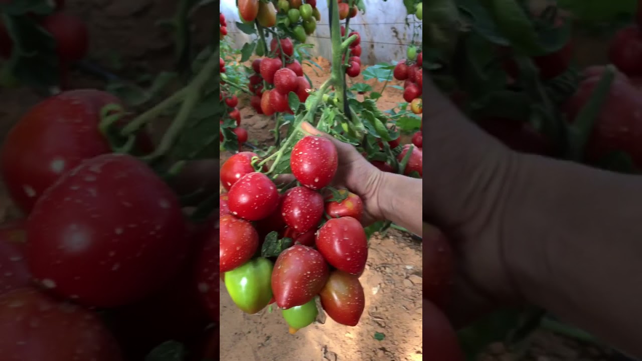 طماطم رهف صنف عالي الجودة و الكفاءة الإنتاجية