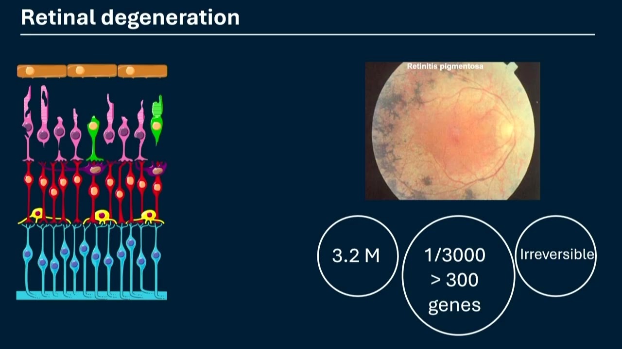 Annual Conference 2025: Restoring the retina: a project at the cutting edgeof treatment research