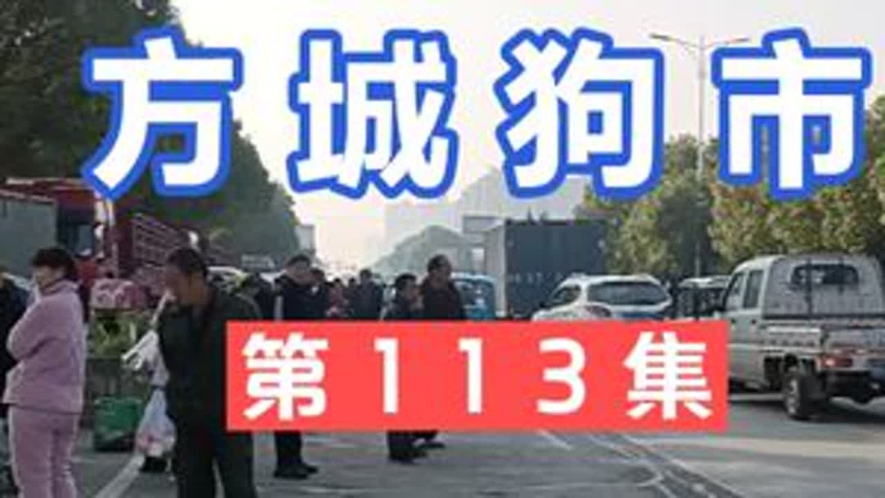 第113集 方城狗市这集有雪纳瑞，比熊，灰泰迪，法斗，萨摩耶 第113集 方城狗市这集有雪纳瑞，比熊，灰泰迪，法斗，萨摩耶#狗市 #萌宠推荐官 #狗狗 #现场实拍