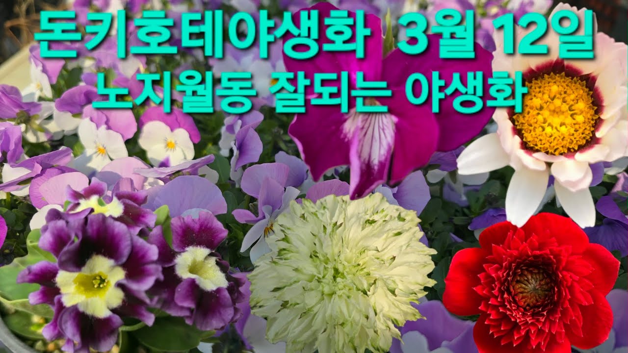 #겹해당화 #목향찔레 #이색제비꽃 #경탄산사 #소주조팝 #분홍상사화 #히마라야앵초 #돈키호테야생화