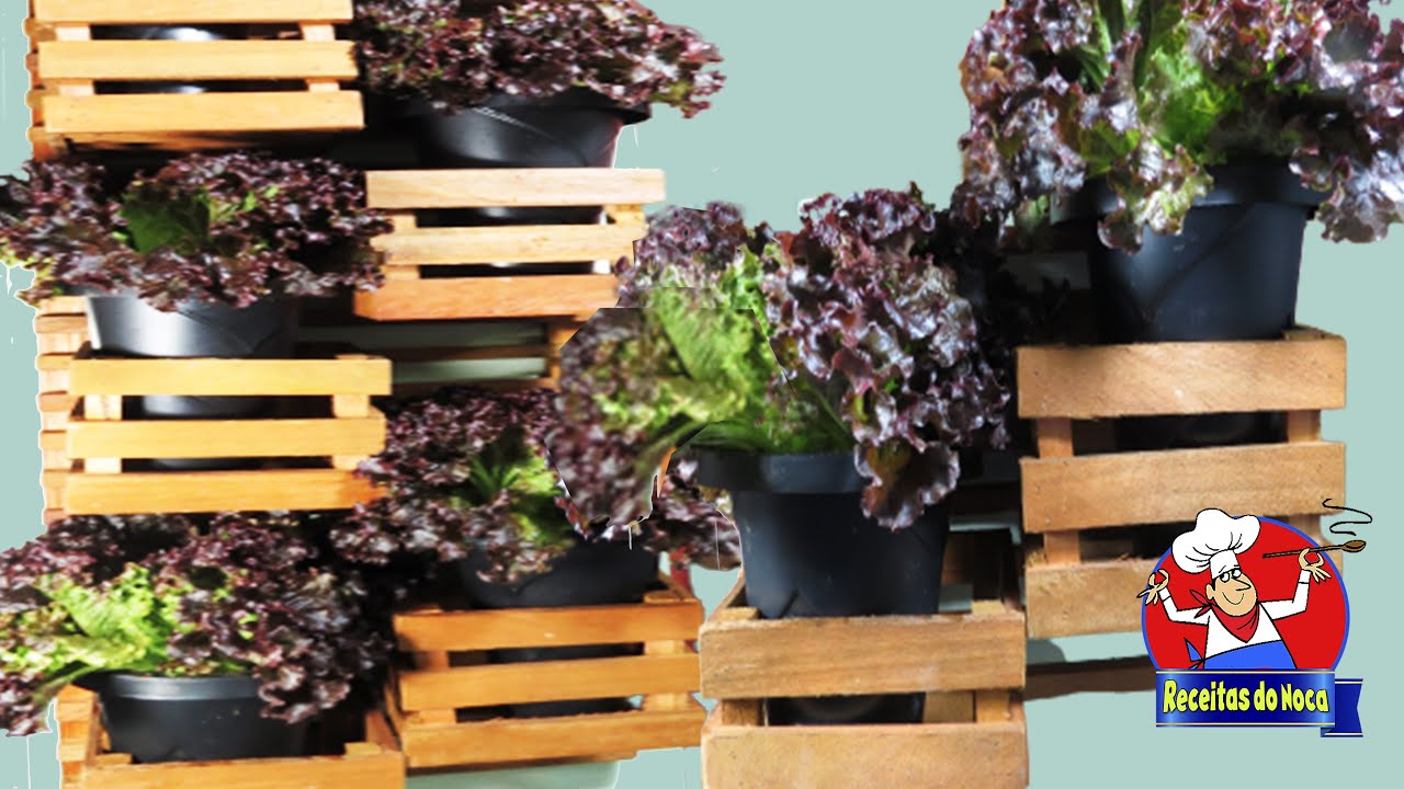 ALFACE  ROXA o ANO INTEIRO no VASO🥬Anti Envelhecimento da pele e Bom para o organismo.