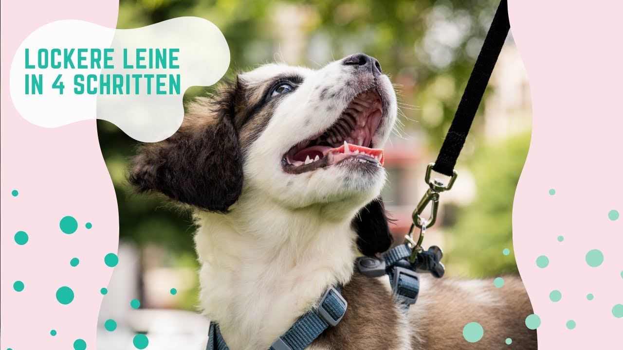 🐶 so lernt dein Hund endlich an LOCKERER LEINE zu laufen | ✅ in 4 Schritten zur Leinenführigkeit