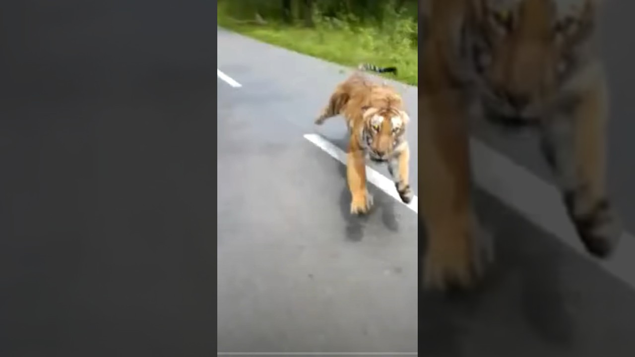 Tiger Chases Guy on Motorcycle #shorts #wildlife #nature #viral #scary #animals #tigerfight #tiger