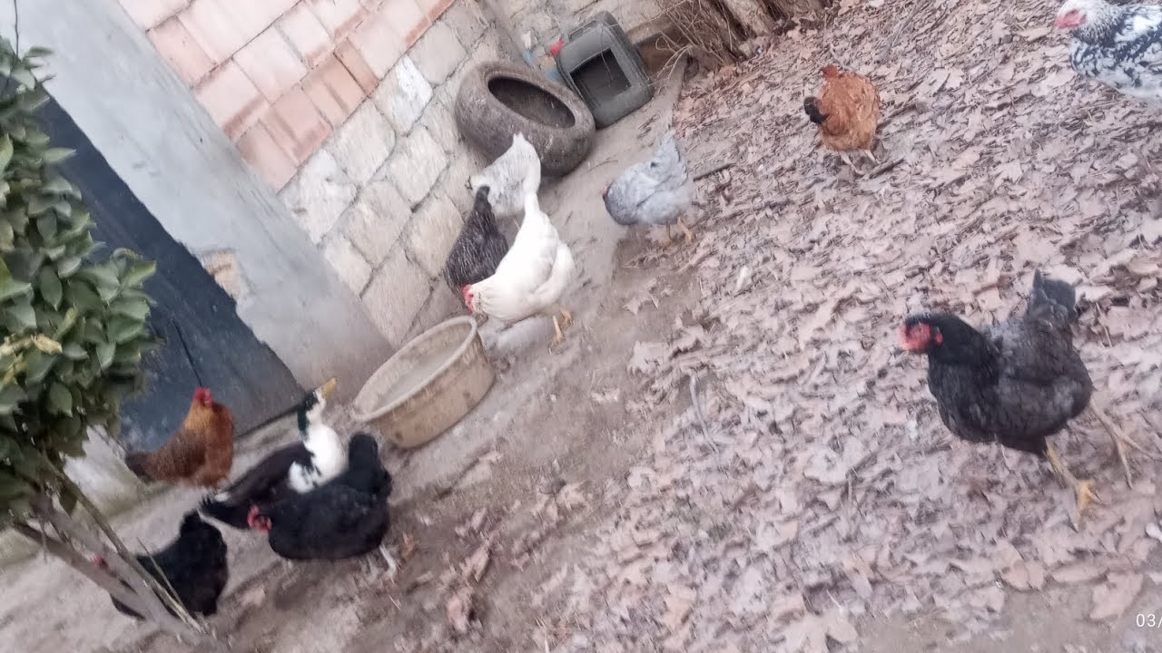 Toyuqlarım (bağban🤌