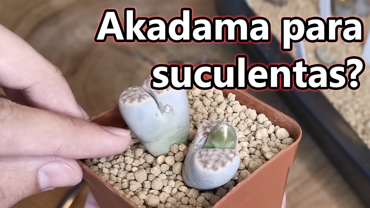 Akadama para Lithops: o melhor substrato?