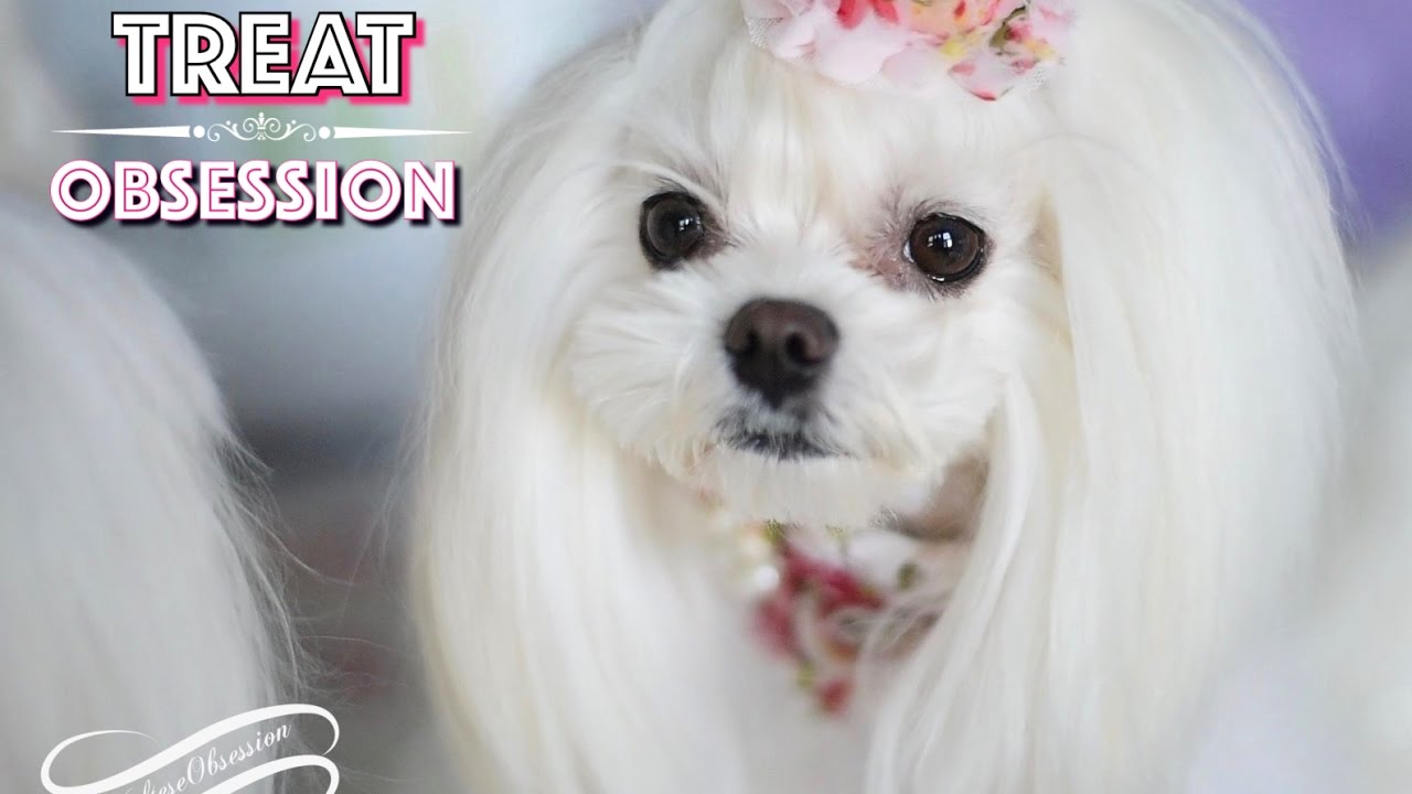 Tweety's TREAT OBSESSION: Maltese Tweety Divenire Piano and Cello Cover by EMMA LEE Cello 말티즈